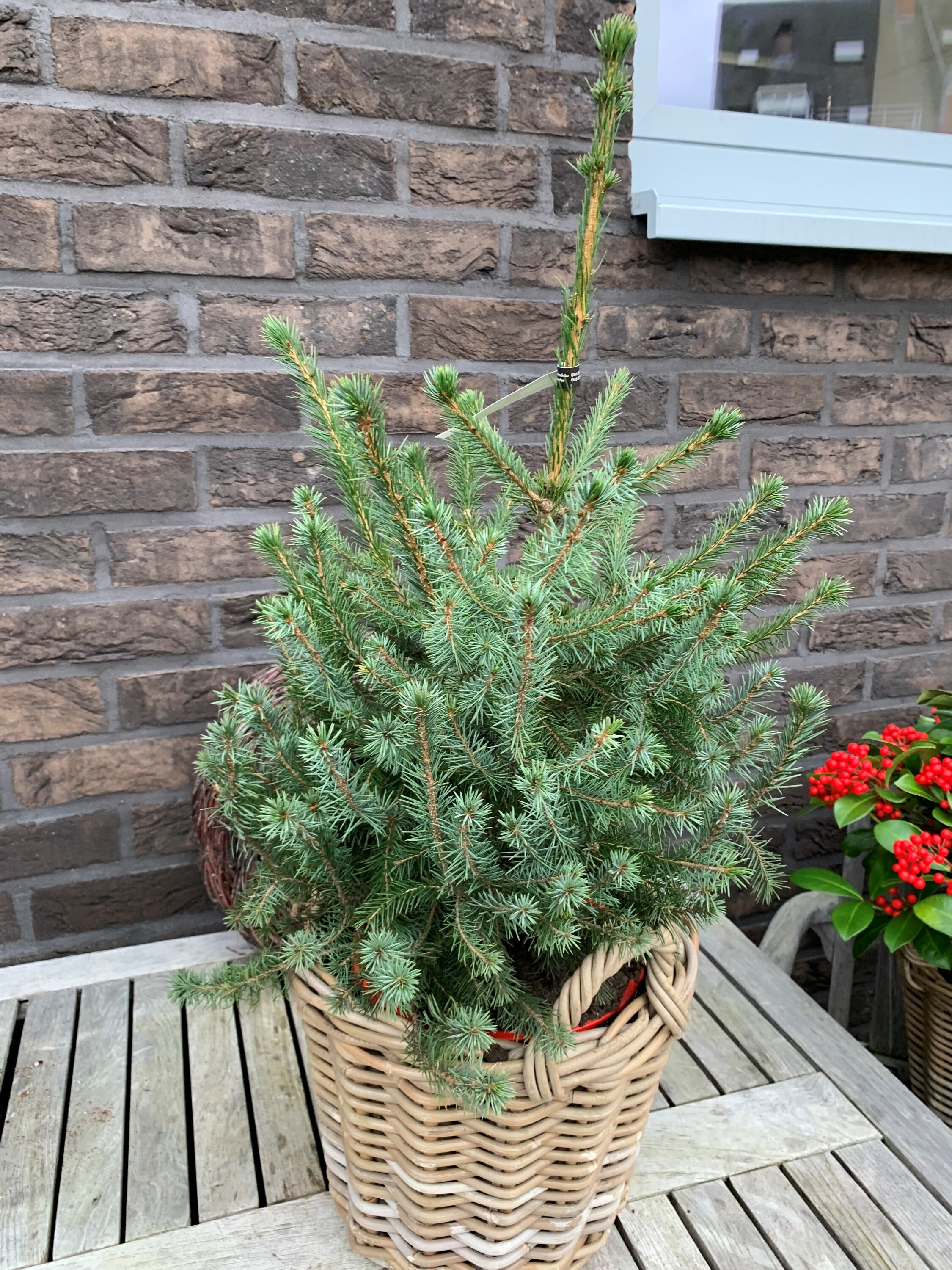 Kerstboompjes Picea Omorika