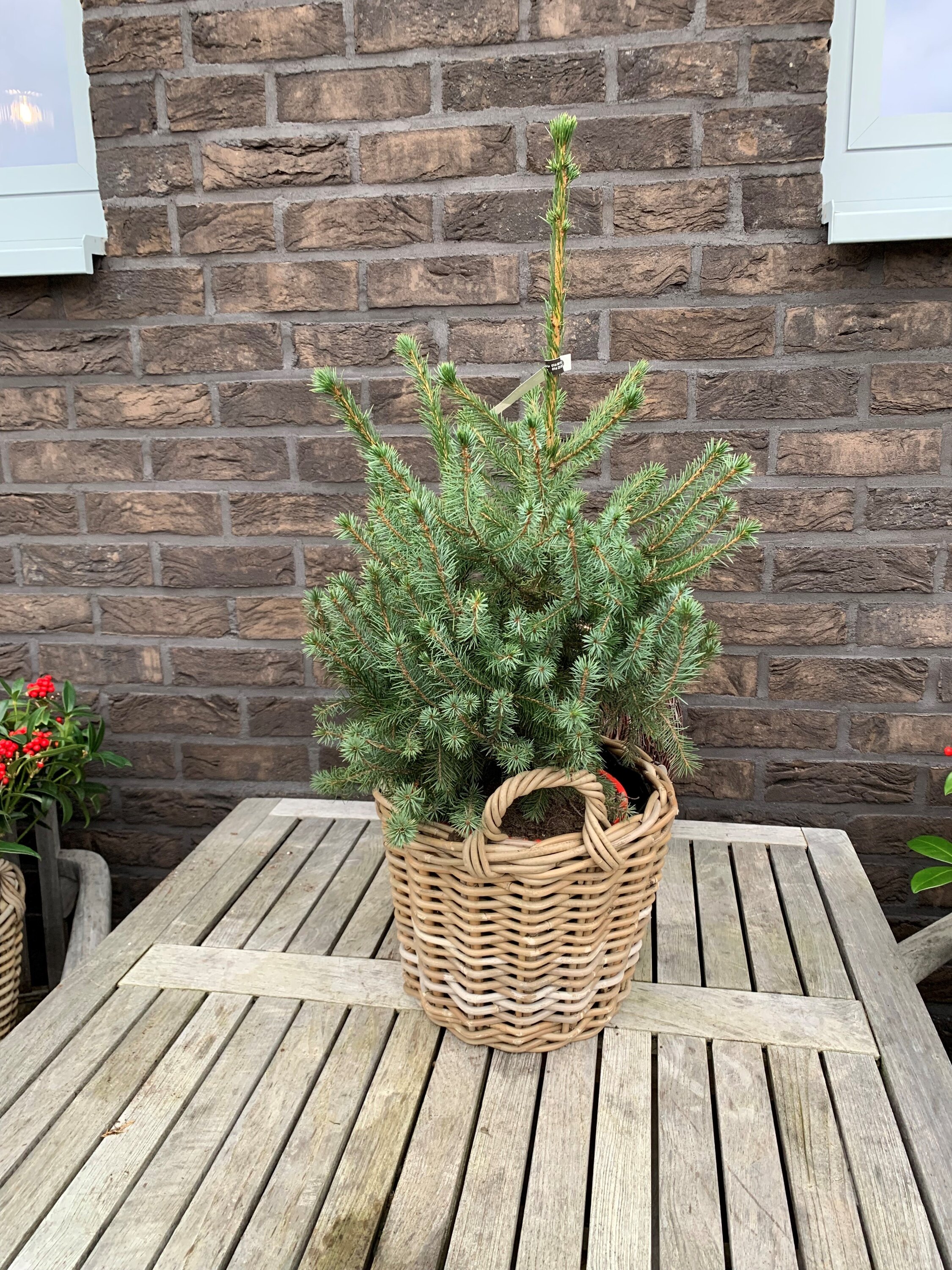 Kerstboompjes Picea Omorika