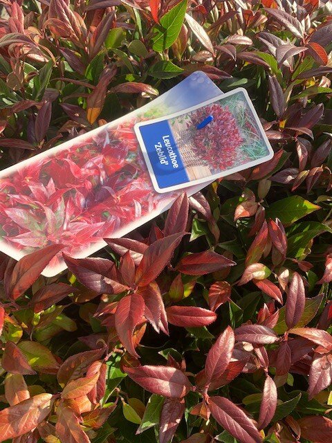 Leucothoe Zeblid