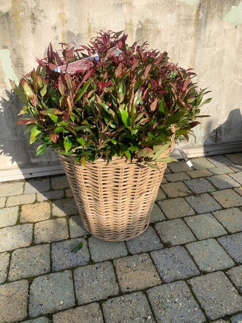 Leucothoe Zeblid