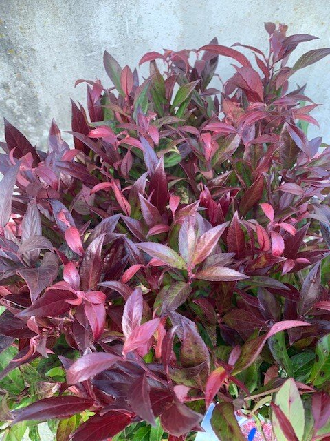Leucothoe Zeblid