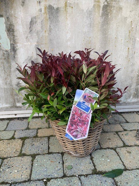 Leucothoe Zeblid