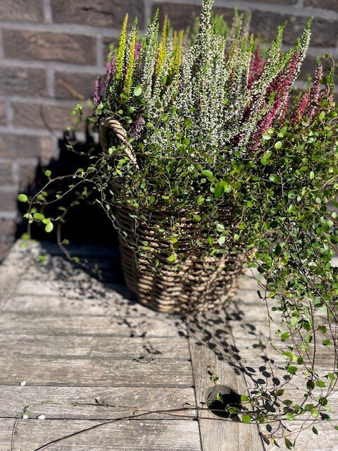 Mand met Calluna en Muehlenbeckia