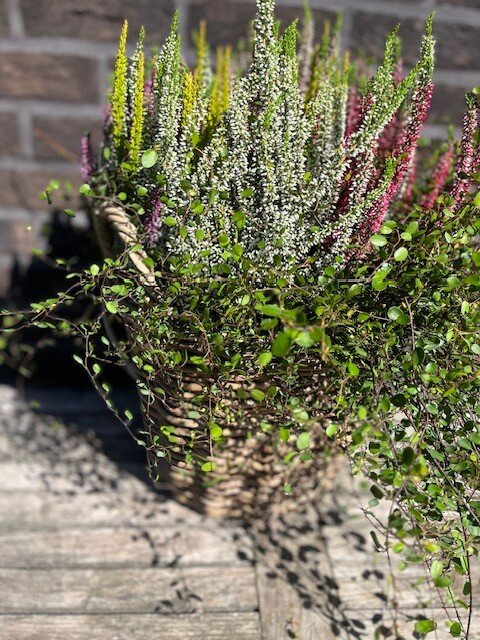 Mand met Calluna en Muehlenbeckia