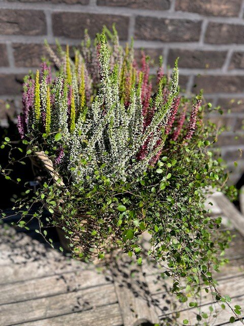 Mand met Calluna en Muehlenbeckia