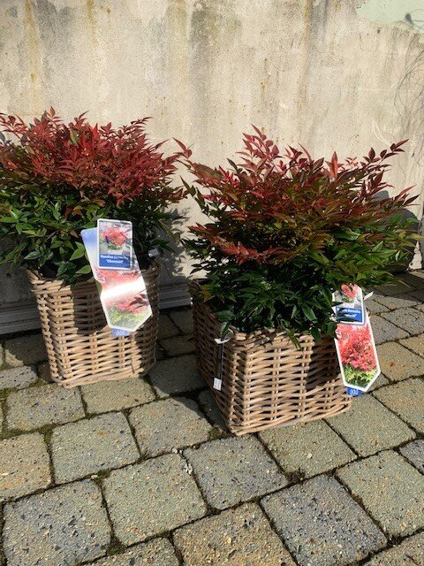Nandina Domestica Obsessed