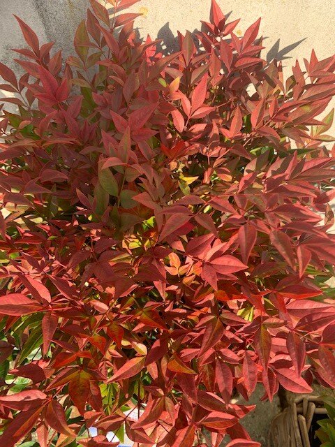 Nandina Domestica Obsessed