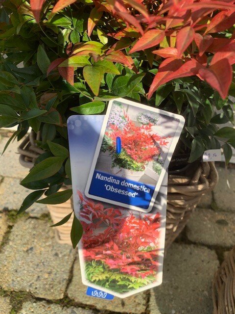 Nandina Domestica Obsessed