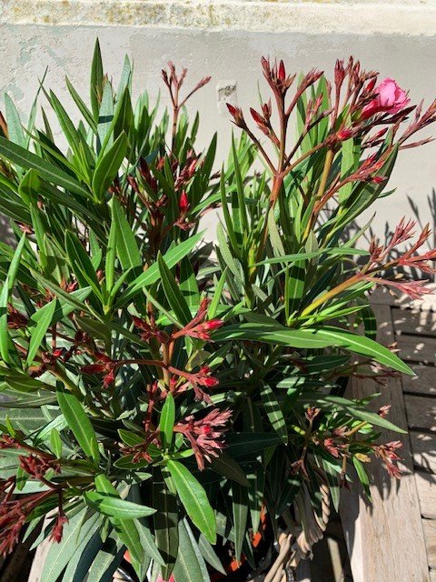 Oleander