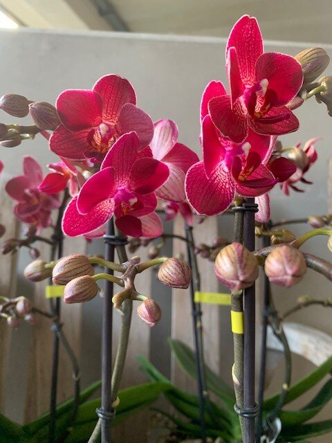 Orchidee - Herfstkleuren