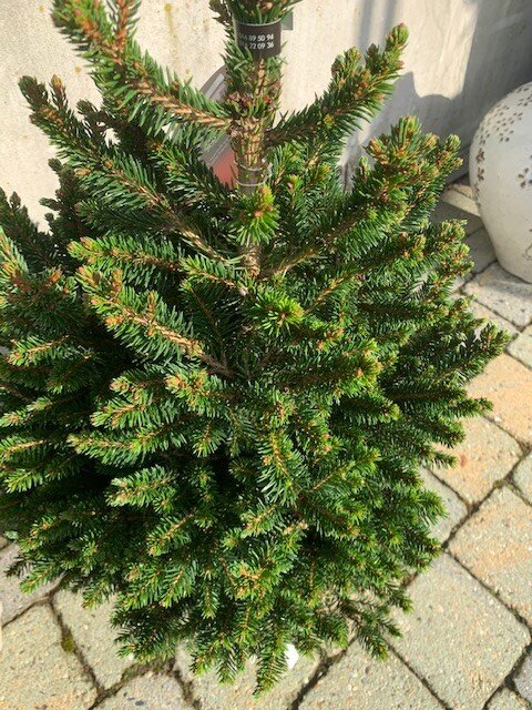 Picea Abies