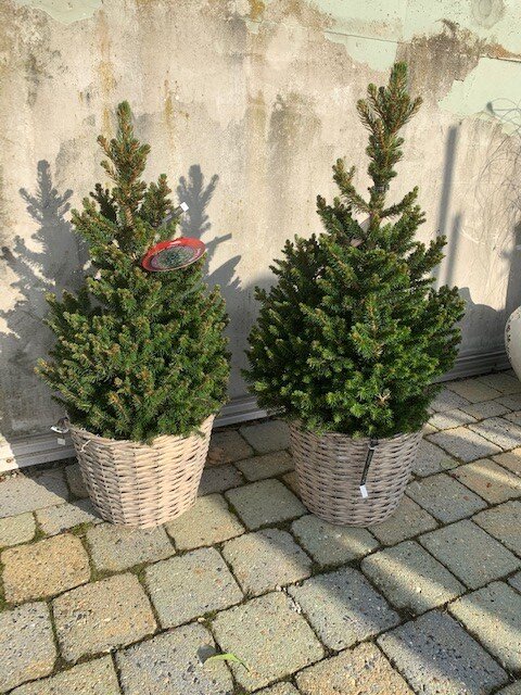 Picea Abies