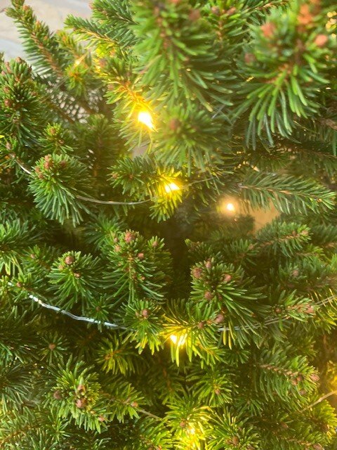 Picea Abies