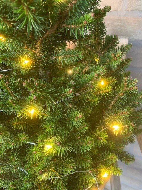 Picea Abies