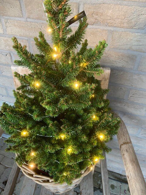 Picea Abies