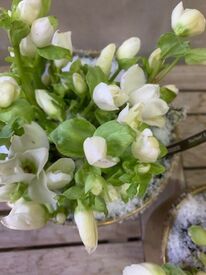 Helleborus "Verboom Beauty" GOLD