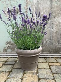 Lavendel: Lavandula  angustifolia "essence purple"