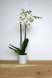Orchidee - wit - standaard