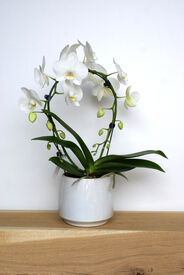 Orchidee/wit/cirkel