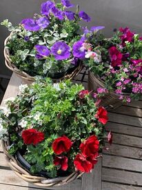 Rietenmand 1-jarige mix