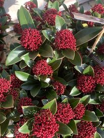 Skimmia Red Dwarf