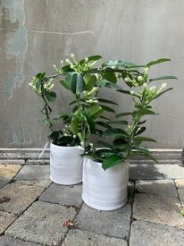 Stephanotis