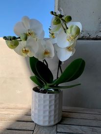 Tablo orchidee NIEUW