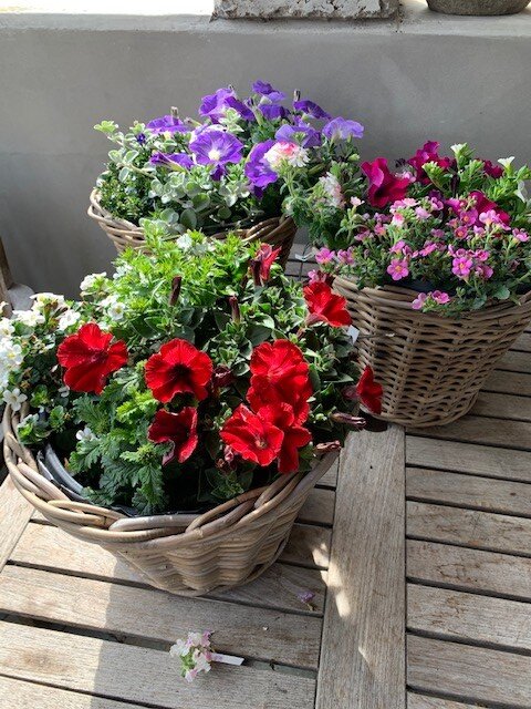 Rietenmand 1-jarige mix