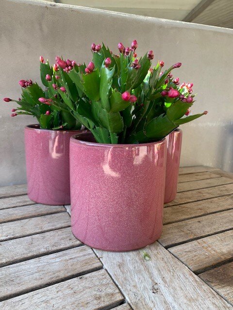 Schlumbergera & Kerstcactus