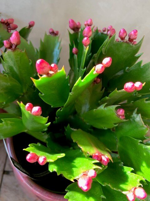 Schlumbergera & Kerstcactus