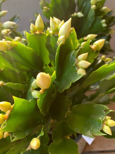 Schlumbergera & Kerstcactus