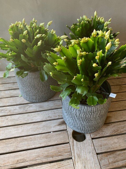 Schlumbergera & Kerstcactus