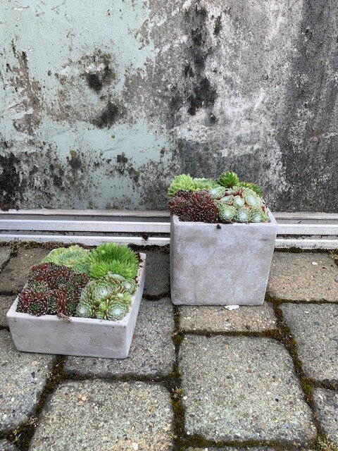 Sempervivum schaal (Huislook)