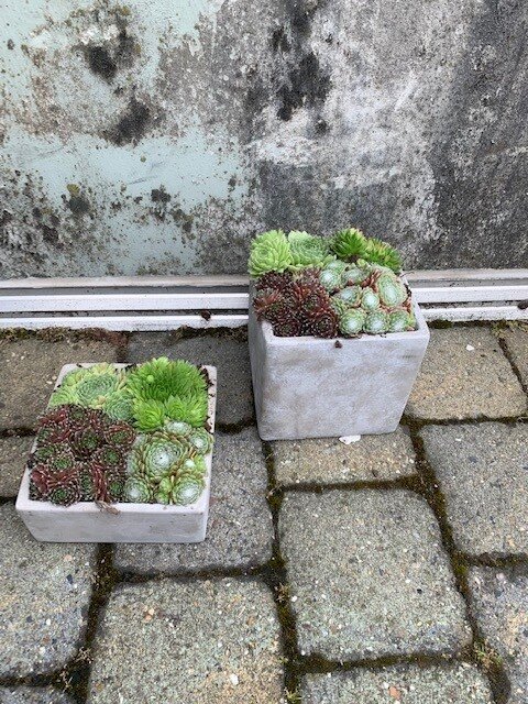 Sempervivum schaal (Huislook)