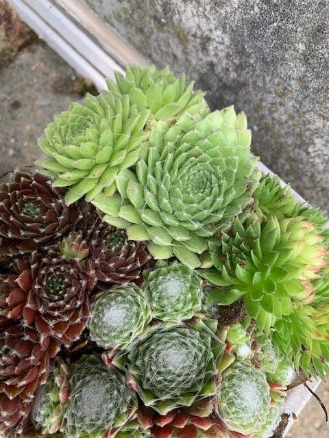 Sempervivum schaal (Huislook)