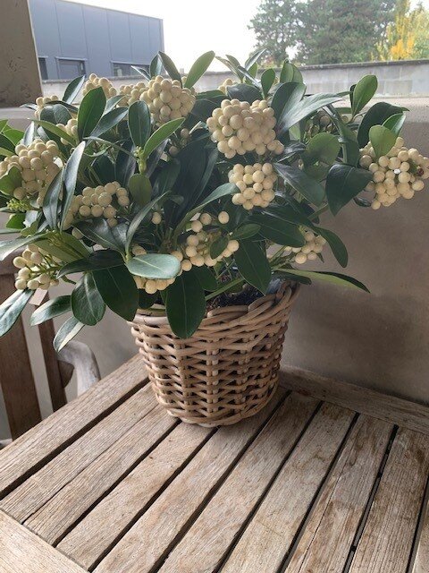 Skimmia japonica 'Kew White'