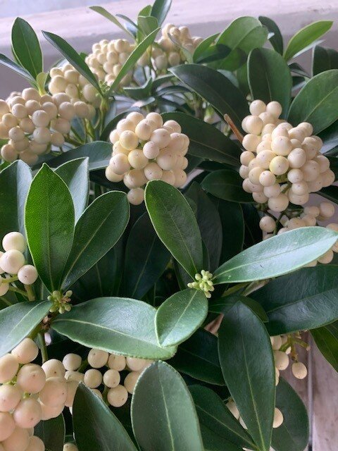 Skimmia japonica 'Kew White'