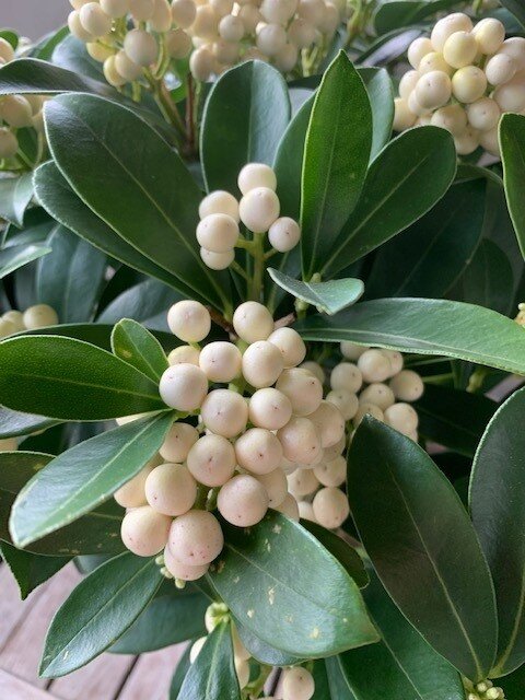Skimmia japonica 'Kew White'