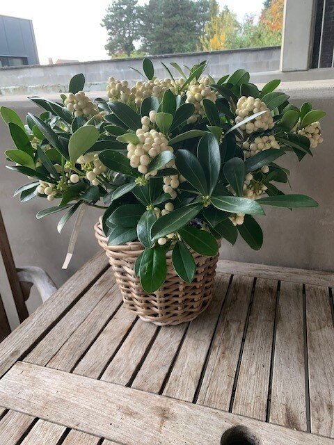 Skimmia japonica 'Kew White'