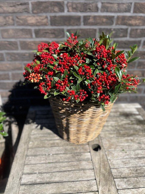 SKIMMIA JAPONICA RED BERRY