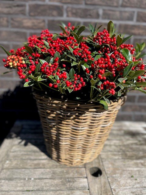 SKIMMIA JAPONICA RED BERRY
