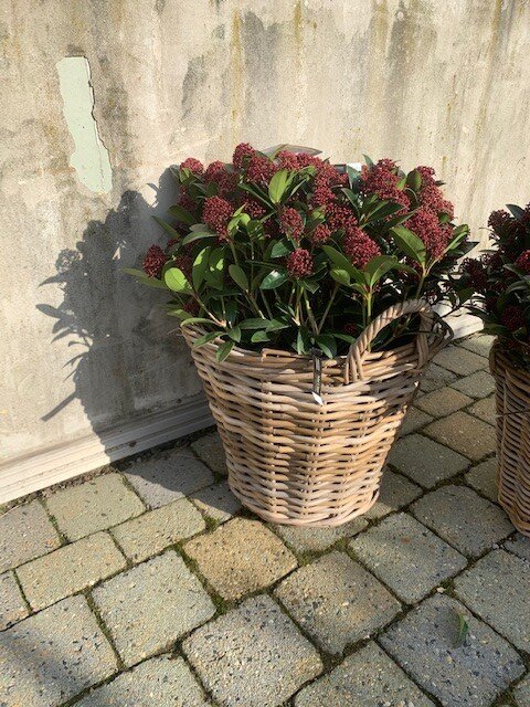 Skimmia Red Dwarf
