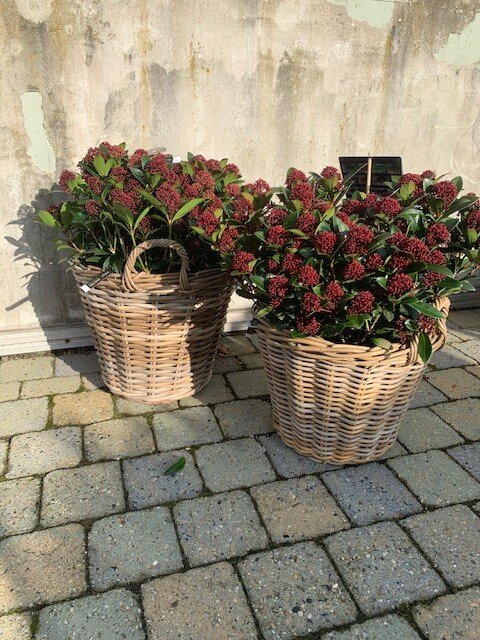 Skimmia Red Dwarf