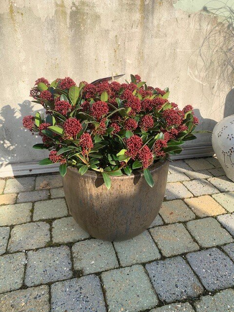 Skimmia Red Dwarf