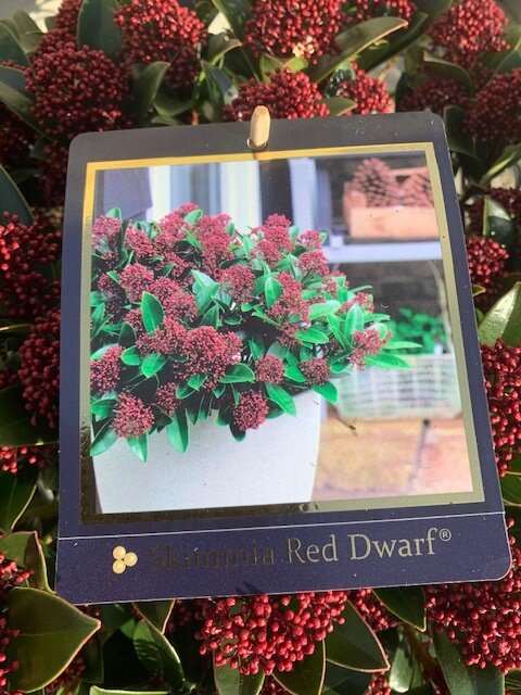 Skimmia Red Dwarf