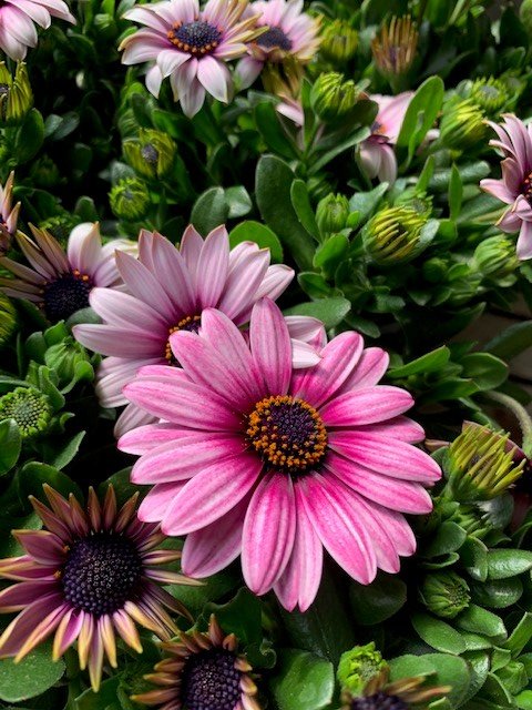 Spaanse margrieten