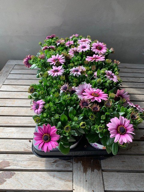 Spaanse margrieten