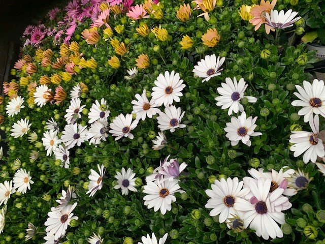 Spaanse margrieten