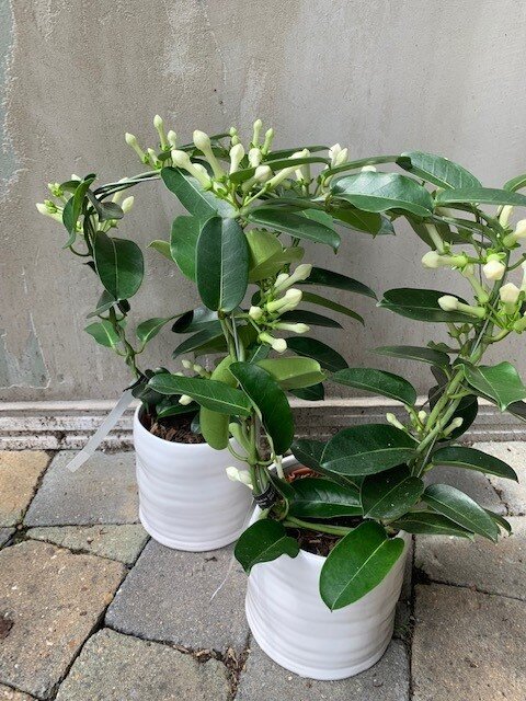 Stephanotis