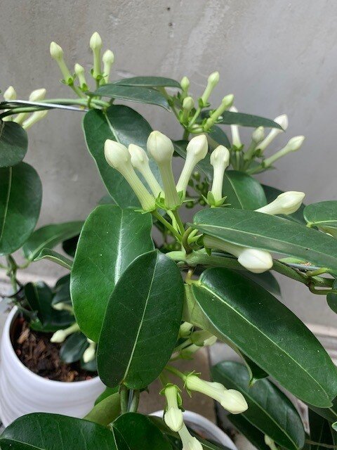 Stephanotis